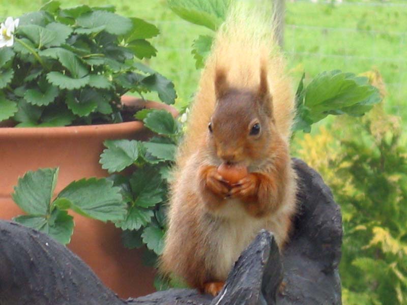 Save our Red Squirrels
